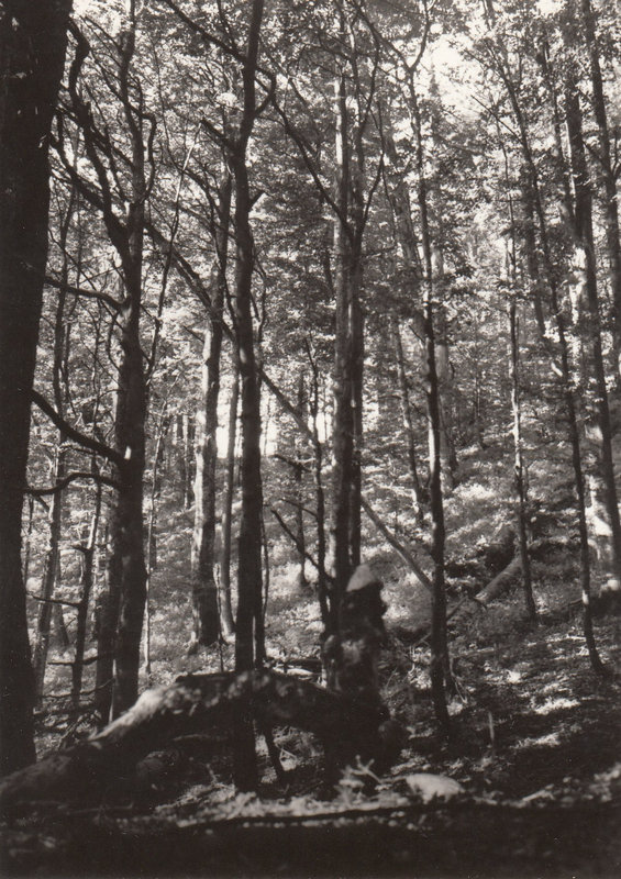 BESKYDY - prales MIONŠÍ - U studánky