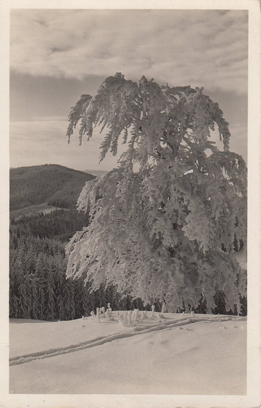 Unter der Schutzhütte K. Č. T. am Beskid. - Pod chatou K. Č. T. na Beskydě.